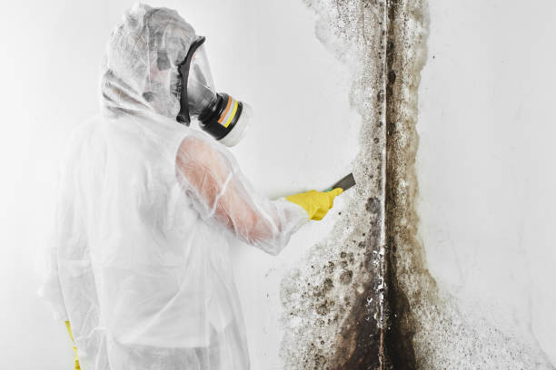 Trusted Jamestown, NC Mold Removal Experts